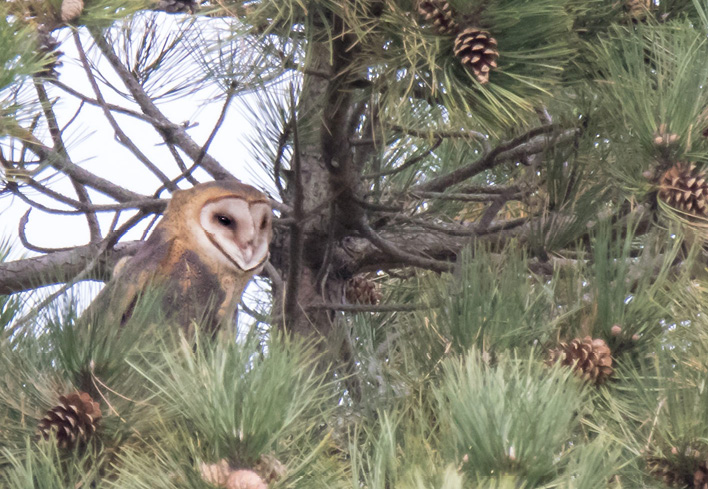 Barn Owl