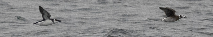 Figure 1. The Razorbill is on the left and the female Long-tailed Duck is on the right. Photographs by Sebastian Jones.