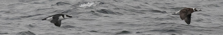 Figure 1. The Razorbill is on the left and the female Long-tailed Duck is on the right. Photographs by Sebastian Jones.