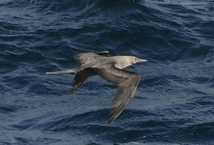 Red-footed Booby by Suzanne Sullivan