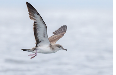 Cape Verde Shearwater was recently split from Cory’s Shearwater and differs in its smaller size, darker plumage, and slimmer bill that is grayish rather than yellowish. This state first was also the second documented record for North America and was found east of Chatham, Barnstable County, on August 12, 2022. Photograph by Nick Bonomo.
