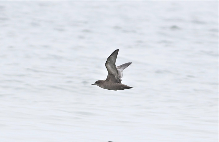 Short-tailed Shearwater is an extremely abundant bird in the Pacific but has only recently been conclusively documented in the Atlantic, possibly as birds have moved through the ice-free Northwest Passage in recent years. Photograph by Peter Flood.
