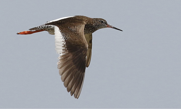 Common Redshank. July 20, 2022. Minimoy Island. Photograph by Jeff Offermann.