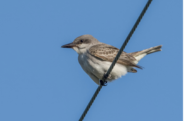 Gray Kingbird. November 12, 2022. Barney’s Joy Road, Dartmouth. Photograph by Emily Turteltaub Nelson.