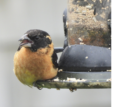 Black-headed Grosbeak. May 20, 2022. Pembroke Road, Manomet. Photograph by Lisa Schibley.