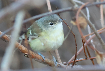 Bell’s Vireo by Josh Bock