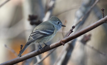 Hammond’s Flycatcher by Tim Spahr