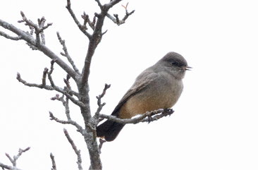 Say's Phoebe by Mary McKitrick