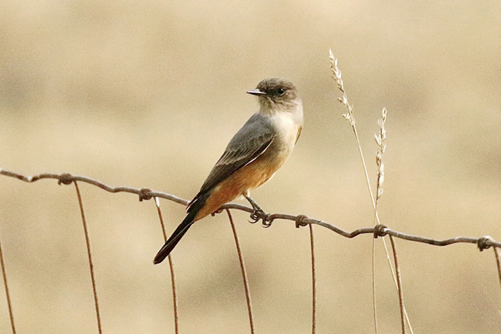 Say’s Phoebe. Photograph by John Kricher.