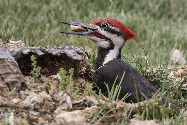 PILEATED WOODPECKER BY SANDY SELESKY