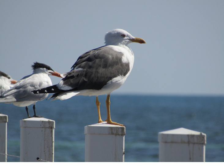 Fishing and Bathing Behavior of a Lesser Black-backed Gull