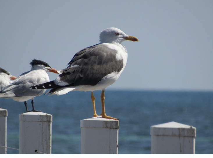 Figure 1. Lesser Black-backed Gull and Royal Terns on the dock. All photographs by the author.