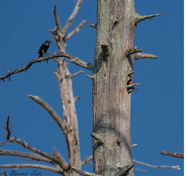 The active, multi-family nest tree out in the marsh. Wrentham, MA. June 2, 2023. All photographs by Bonnie Tate.