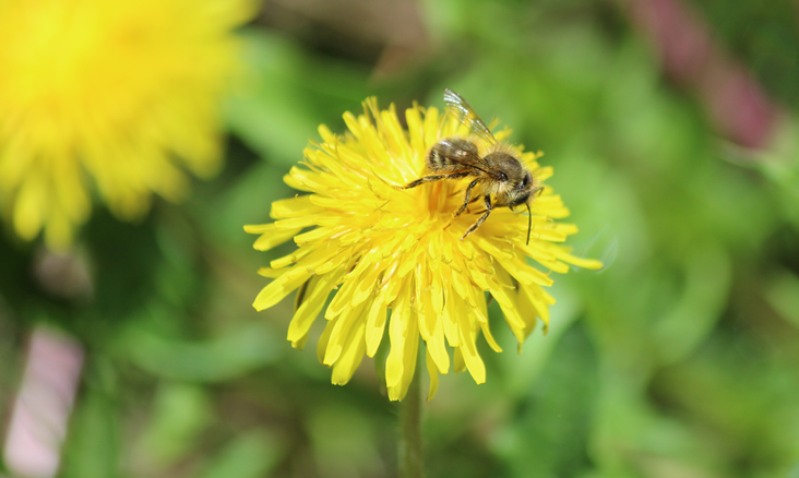 An example of an early-season bee taking advantage of the nectar resources provided by dandelions. Photograph by Susannah Lerman.