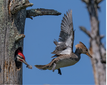 Prime Real Estate in the Marsh