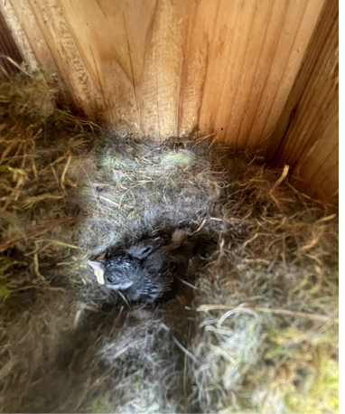 I was going to clean out this next box when I found a live Black-capped Chickadee nestling. Photographed on September 3, 2023. All photographs by the author.