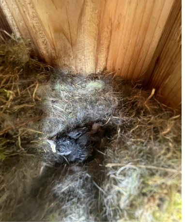 Late Nesting Chickadee