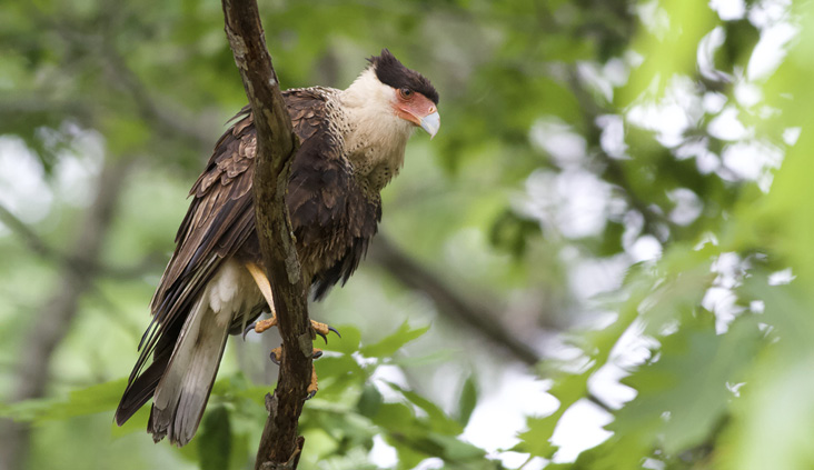 Maine’s second Crested Caracara visited several locations spanning at least four different counties from May 23 to June 10, 2023. It is thought that this might be the same bird seen in Pennsylvania in April and then at Prince Edward Island, Canada, in July. Photograph by Kyle Lima, in Monroe, June 6, 2023.