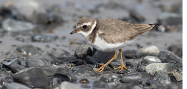 Extremely rare, especially so in winter, was this Common Ringed Plover at Timber Point in Biddeford, January 30 to February 5, 2023.