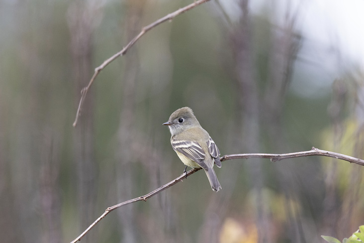 Thirteenth Report of the Maine Bird Records Committee