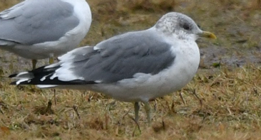 Common Gullby by Suzanne Sullivan