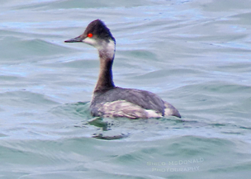 Eared Grebe by Shilo McDonald