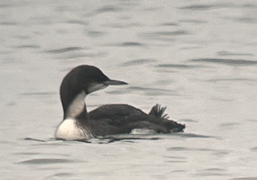 Pacific Loon by Paul McPartland