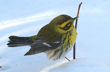 Townsends Warbler by David Swain