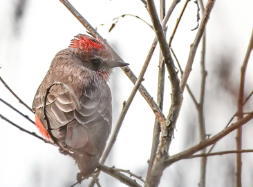 Vermillion Flycatcher by Bill Marquardt