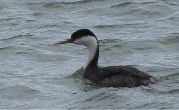 Western Grebe by Emily Szczypek