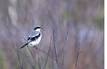The first Loggerhead Shrike to visit Maine since 2009 was found by a Brookline Bird Club group at Kennebunk Plains June 25, 2023, and was seen only that day. Photograph by Dan Gardoqui.