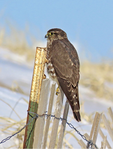 Merlin by Shilo McDonald