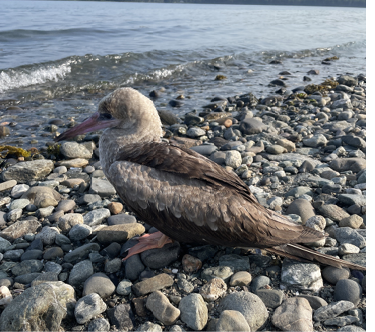 Maine’s first Red-footed Booby was an immature brown morph found by Carter Middleswart. The bird was resting on a rocky beach in Lamoine, June 12, 2023; it flew out to sea shortly after being seen. Photograph by Nicole Middleswart.