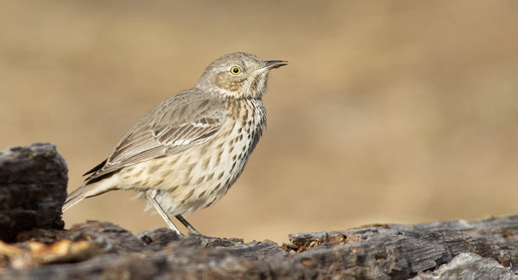 Maine’s second Sage Thrasher lingered at Maine Audubon’s Gilsland Farm in Falmouth from December 22, 2022, until January 11, 2023. Photograph by Doug Hitchcox, December 29, 2022.