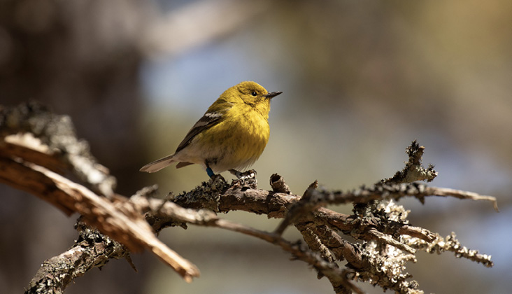 Color-banded Pine Warbler SL/DD is a candidate for oldest known individual of his species. All photographs by the authors.