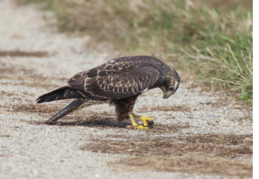This juvenile dark morph Swainson’s Hawk in Lamoine was enjoyed by many observers from September 24 to October 15, 2023. Photograph by Zachary Holderby, September 26, 2023.