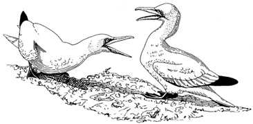 NORTHERN GANNETS BY WILLIAM E. DAVIS, JR.