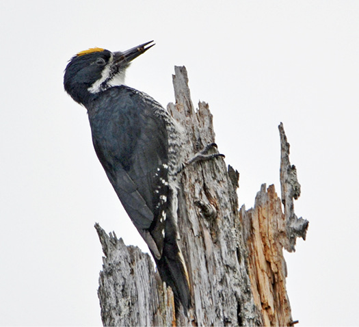 Black-backed Woodpecker.