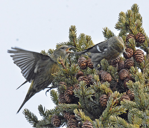 White-winged Crossbills.