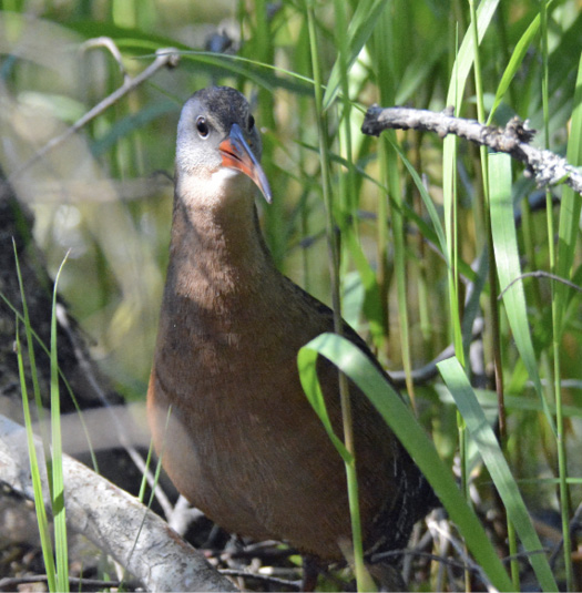 Photo Essay: Birds of Schoodic Peninsula