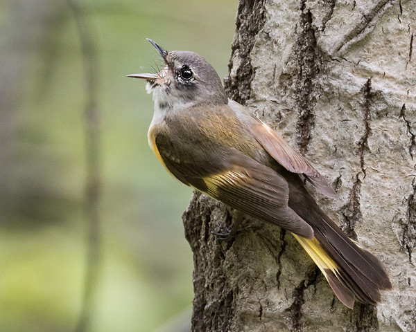 American Redstart. Photograph by Sandy Selesky.