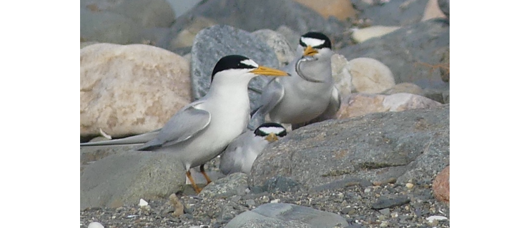 Least Tern with fish. Photograph by Beth Howard, Mass Audubon.