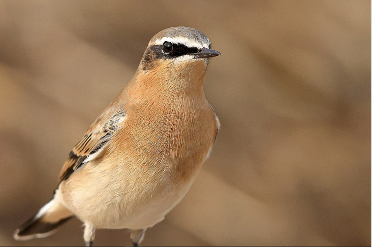 Northern Wheatear, September 28, 2023, Plymouth Beach, Plymouth County. Photograph by Sam Zhang.