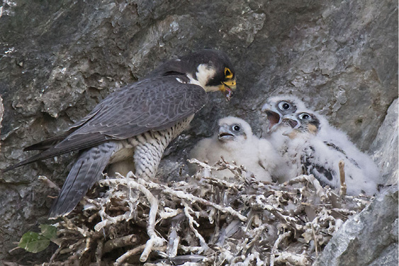 PEREGRINE FALCONS BY SANDY SELESKY
