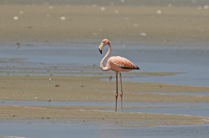 American Flamingo by Peter Trimble