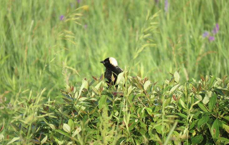 A male Bobolink perches in vegetation. Photograph by Allan Strong.