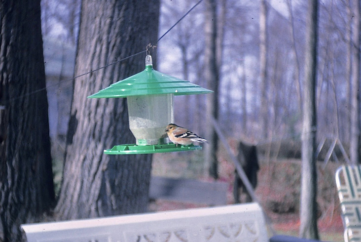 American Goldfinch photographed with an Argus C-3 35mm camera in the author’s backyard in 1959.