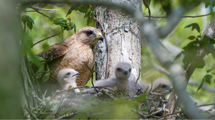 An alert adult at the nest with the three chicks, all still completely covered in down, on May 26, 2024.