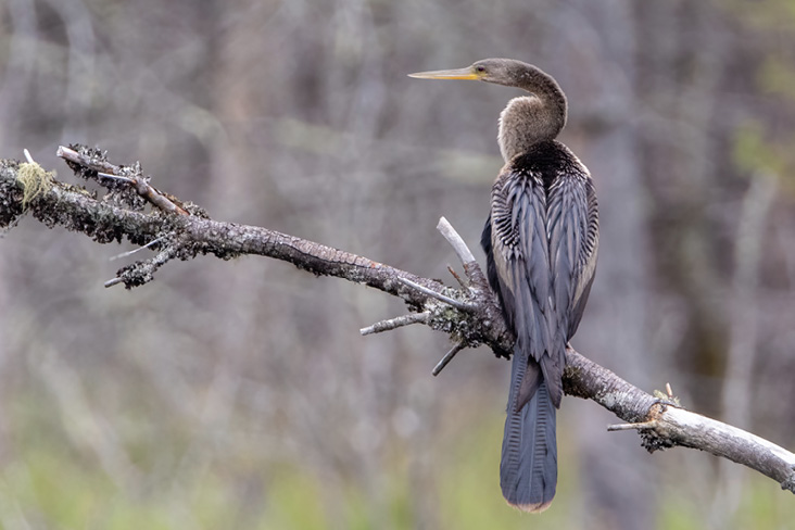 Maine’s overdue first Anhinga was discovered at a beaver pond in Somerville.