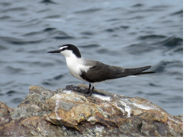 This Bridled Tern on Metinic Island was presumably the same bird seen two days later on Stratton Island.